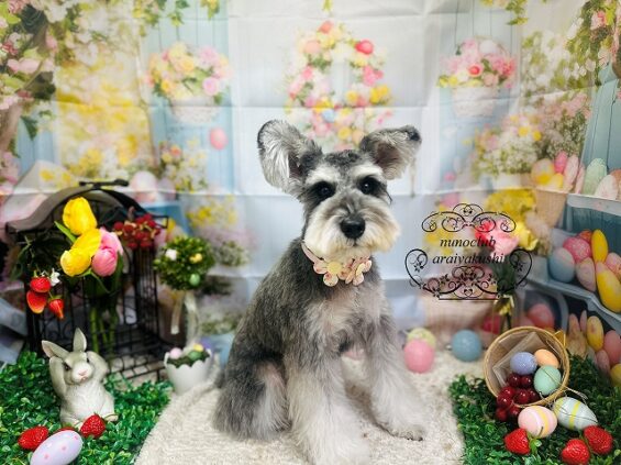 ペットサロン、ヌーノクラブ、可愛くリーズナブルにトリミング