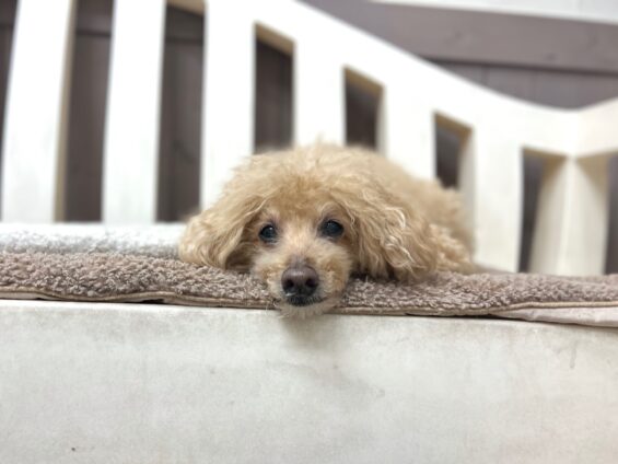 ヌーノクラブ　犬のペットホテル　東京　中野区　フリースペースでのびのび　お預かり中　トイプードルのゆうた