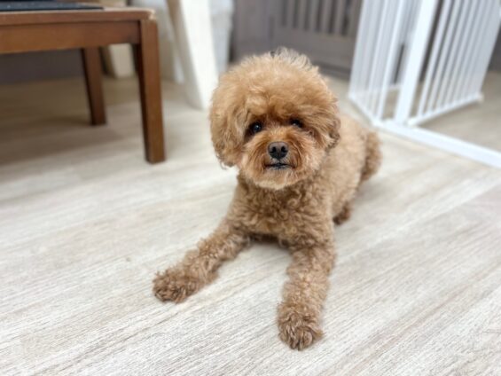 ヌーノクラブ　犬のペットホテル　東京　中野区　フリースペースでのびのび　お預かり中　トイプードルのオマメ