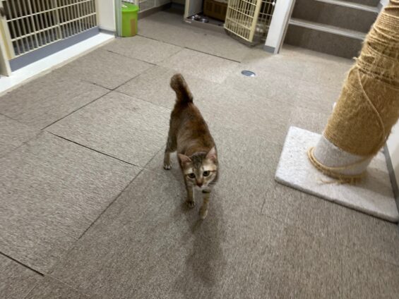 ヌーノクラブ　猫専用ペットホテル　都内　中野区　フリースペースでのびのび　お預り中の猫ちゃん　ミックスのもこ