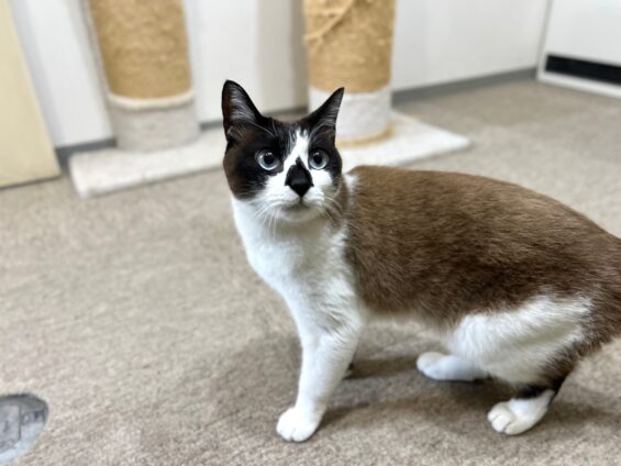 ヌーノクラブ　猫専用ペットホテル　都内　中野区　フリースペースでのびのび　お預り中の猫ちゃん　ミックスのチョコレート、メインクーンのネージュ