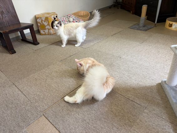 ヌーノクラブ　猫専用ペットホテル　都内　中野区　フリースペースでのびのび　お預り中の猫ちゃん　ノルウェージャンフォレストキャットのメル、ラグドールのルイ