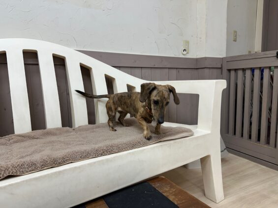 ヌーノクラブ　犬のペットホテル　東京　中野区　フリースペースでのびのび　お預かり中　ダックスフントのこつぶ