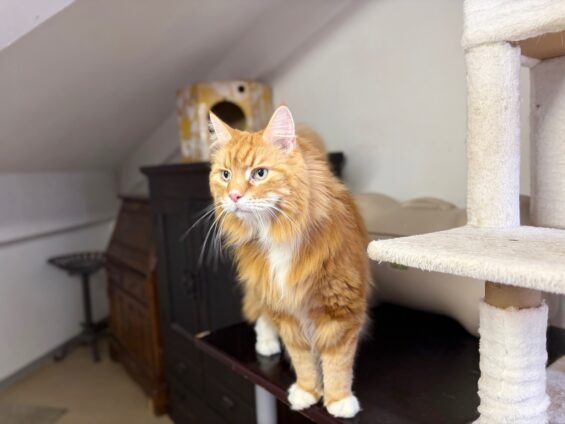 ヌーノクラブ　猫専用ペットホテル　都内　中野区　フリースペースでのびのび　お預り中の猫ちゃん　ソマリのひろし