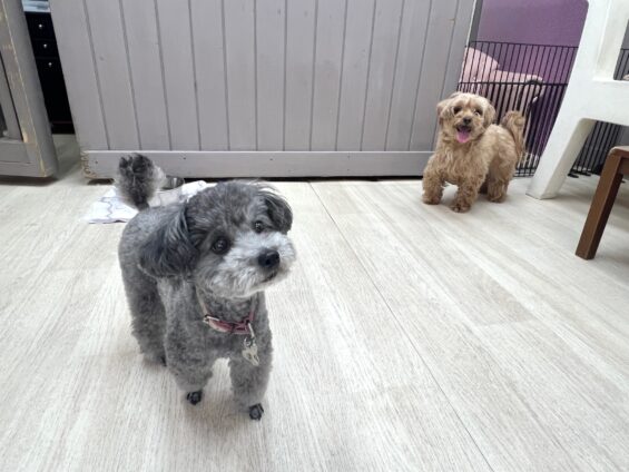 ヌーノクラブ 犬のペットホテル 東京 中野区 フリースペースでのびのび お預かり中 タイニープードルのスム