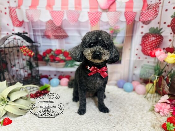 ペットサロン、ヌーノクラブ、可愛くリーズナブルにトリミング