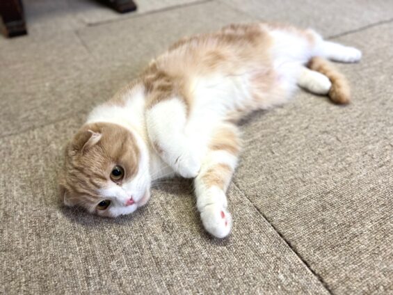 ヌーノクラブ　猫専用ペットホテル　都内　中野区　フリースペースでのびのび　お預り中の猫ちゃん　スコティッシュフォールドのつくね