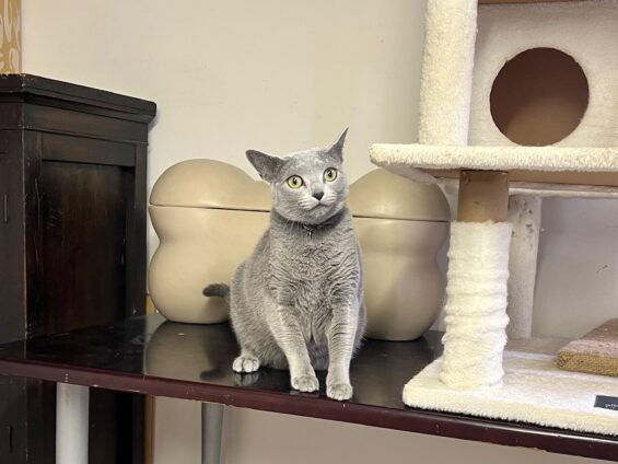 ヌーノクラブ　猫専用ペットホテル　都内　中野区　フリースペースでのびのび　お預り中の猫ちゃん　ロシアンブルーのはる