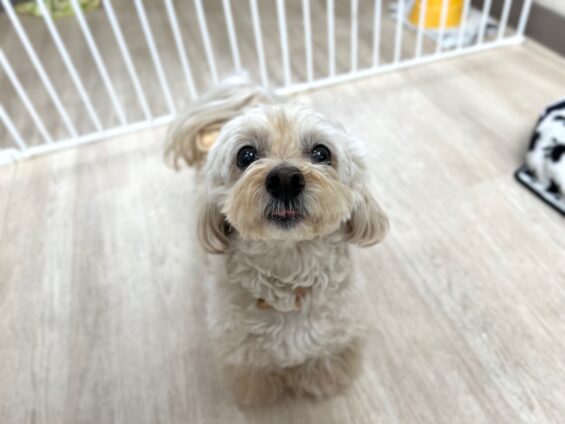 ヌーノクラブ　犬のペットホテル　東京　中野区　フリースペースでのびのび　お預かり中　ペキプーのクリ