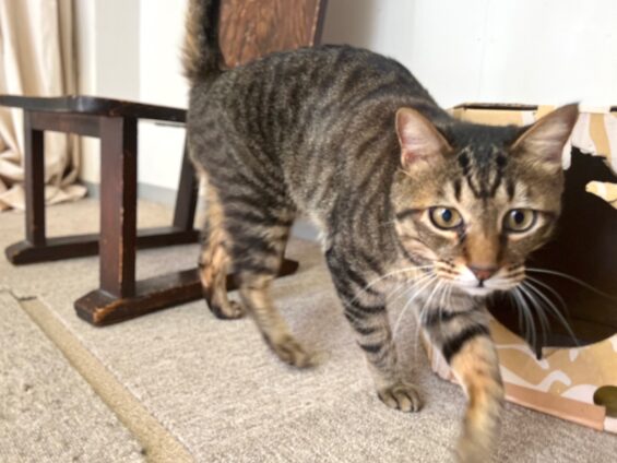 ヌーノクラブ　猫専用ペットホテル　都内　中野区　フリースペースでのびのび　お預り中の猫ちゃん　ミックスのみーた