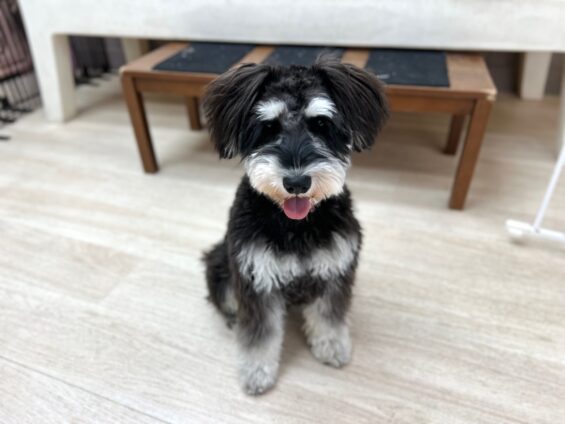 ヌーノクラブ　犬のペットホテル　東京　中野区　フリースペースでのびのび　お預かり中　ミニチュアシュナウザーのジョニ－