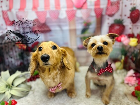 ペットサロン、ヌーノクラブ、可愛くリーズナブルにトリミング　ヨーキーのo次郎とダックスのカール_640