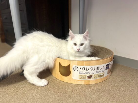 ヌーノクラブ　猫専用ペットホテル　都内　中野区　フリースペースでのびのび　お預り中の猫ちゃん　ミックスのチョコレート、メインクーンのネージュ