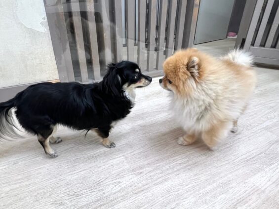 ヌーノクラブ　犬のペットホテル　東京　中野区　フリースペースでのびのび　お預かり中　チワックスのリリー