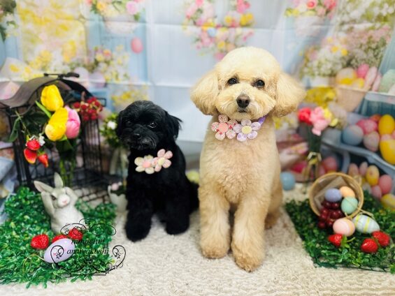 ペットサロン、ヌーノクラブ、可愛くリーズナブルにトリミング