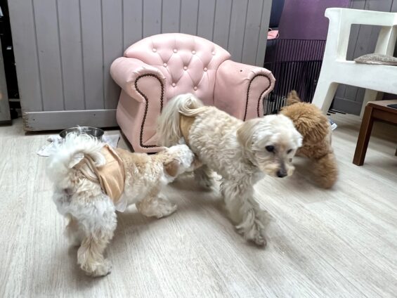 ヌーノクラブ　犬のペットホテル　東京　中野区　フリースペースでのびのび　お預かり中　ペキプーのクリ