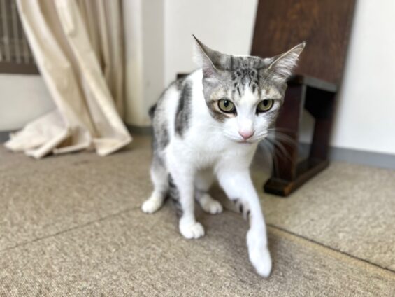ヌーノクラブ　猫専用ペットホテル　都内　中野区　フリースペースでのびのび　お預り中の猫ちゃん　MIXのハリー