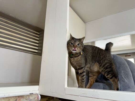 ヌーノクラブ　猫専用ペットホテル　都内　中野区　フリースペースでのびのび　お預り中の猫ちゃん　キジトラのタンゴ