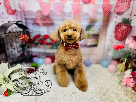 ペットサロン、ヌーノクラブ、可愛くリーズナブルにトリミング　トイプードルのココ_640