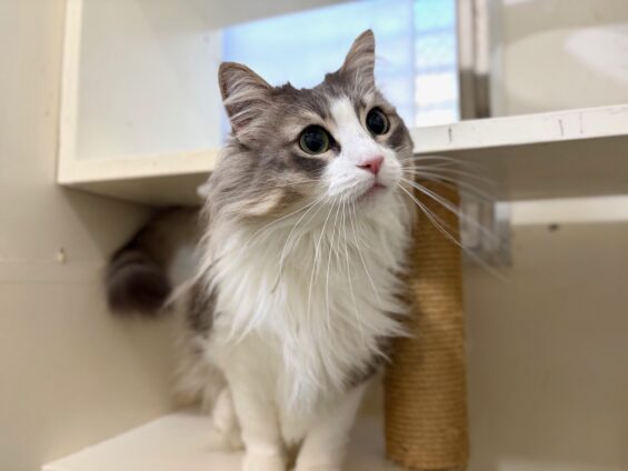 ヌーノクラブ　猫専用ペットホテル　都内　中野区　フリースペースでのびのび　お預り中の猫ちゃん　ノルウェージャンフォレストキャットのリリー