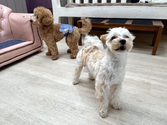 ヌーノクラブ　犬のペットホテル　東京　中野区　フリースペースでのびのび　お預かり中　マルプーのむく