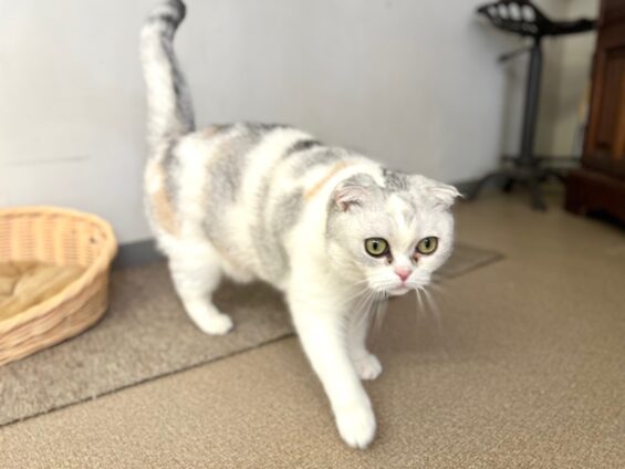 ヌーノクラブ　猫専用ペットホテル　都内　中野区　フリースペースでのびのび　お預り中の猫ちゃん　スコティッシュフォールドのるる