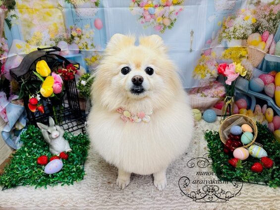 ペットサロン、ヌーノクラブ、可愛くリーズナブルにトリミング ポメラニアンのリリィ2_640