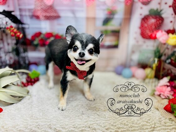 ペットサロン、ヌーノクラブ、可愛くリーズナブルにトリミング　チワワのがる_640