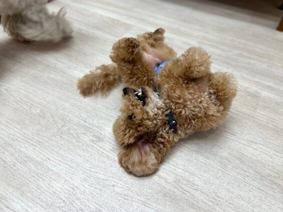 ヌーノクラブ　犬のペットホテル　東京　中野区　フリースペースでのびのび　お預かり中　トイプードルのパディ