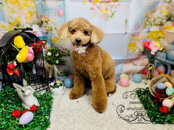 ペットサロン、ヌーノクラブ、可愛くリーズナブルにトリミング　トイプードルのレオ２_640