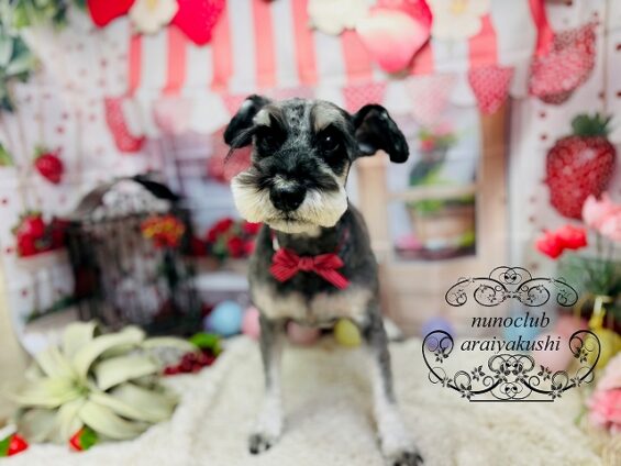 ペットサロン、ヌーノクラブ、可愛くリーズナブルにトリミング　ミニチュアシュナウザーのもずく_640