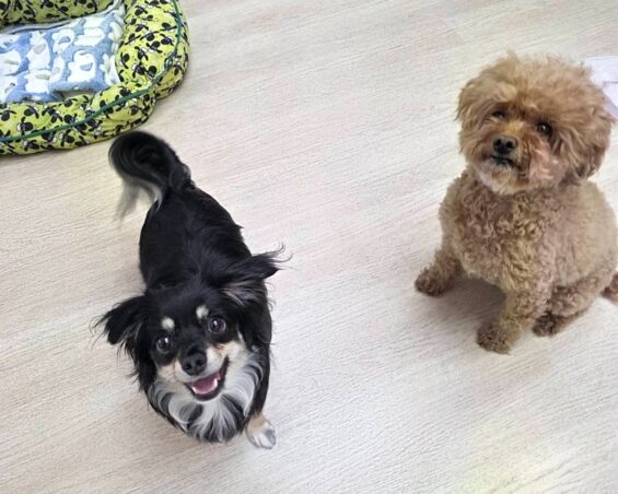 ヌーノクラブ　犬のペットホテル　東京　中野区　フリースペースでのびのび　お預かり中　チワックスのリリー、トイプードルのオマメ