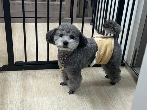 ヌーノクラブ　犬のペットホテル　東京　中野区　フリースペースでのびのび　お預かり中　タイニープードルのスム