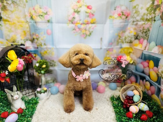 ペットサロン、ヌーノクラブ、可愛くリーズナブルにトリミング　