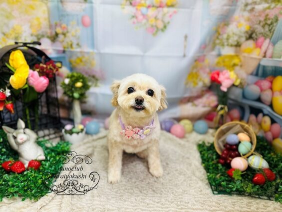 ペットサロン、ヌーノクラブ、可愛くリーズナブルにトリミング