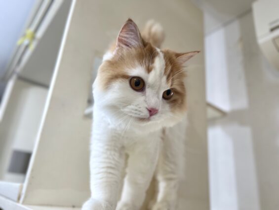 ヌーノクラブ　猫専用ペットホテル　都内　中野区　フリースペースでのびのび　お預り中の猫ちゃん　スコティッシュフォールドのるる