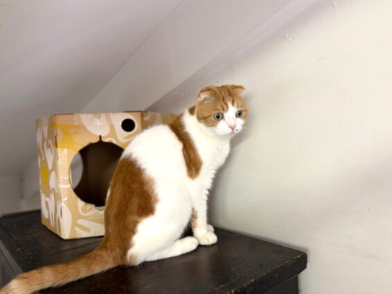 ヌーノクラブ　猫専用ペットホテル　都内　中野区　フリースペースでのびのび　お預り中の猫ちゃん　スコティッシュフォールドのアーサー