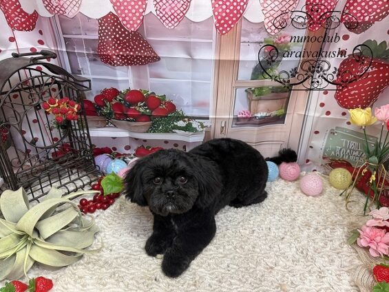 ペットサロン、ヌーノクラブ、可愛くリーズナブルにトリミングペキプーるる_640