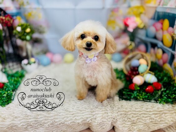 ペットサロン、ヌーノクラブ、可愛くリーズナブルにトリミング　トイプードルのベニ_640