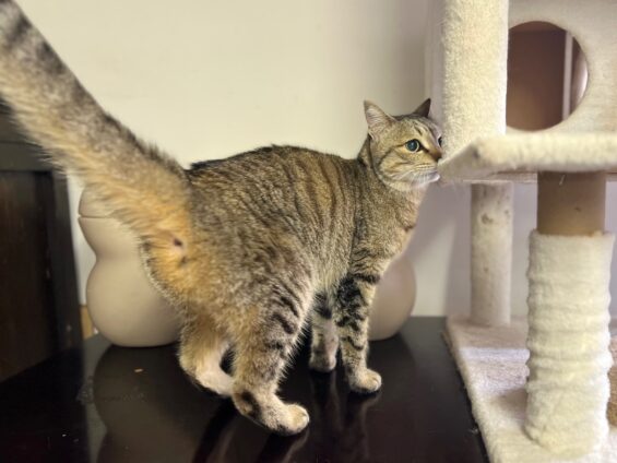 ヌーノクラブ　猫専用ペットホテル　都内　中野区　フリースペースでのびのび　お預り中の猫ちゃん　ミックスのルナ