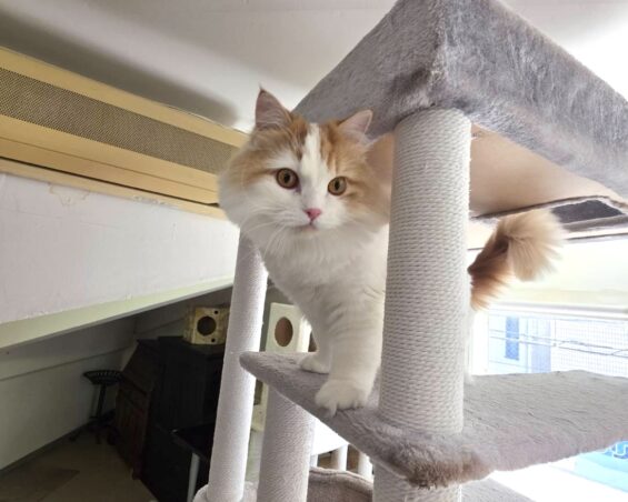 ヌーノクラブ　猫専用ペットホテル　都内　中野区　フリースペースでのびのび　お預り中の猫ちゃん　スコティッシュフォールドのるる