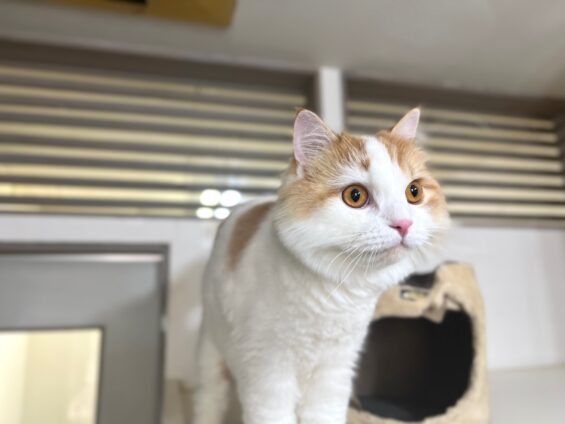 ヌーノクラブ　猫専用ペットホテル　都内　中野区　フリースペースでのびのび　お預り中の猫ちゃん　スコティッシュフォールドのるる