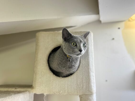 ヌーノクラブ　猫専用ペットホテル　都内　中野区　フリースペースでのびのび　お預り中の猫ちゃん　ロシアンブルーのはる