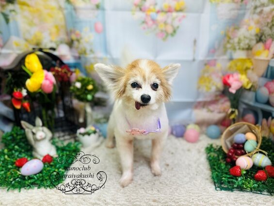 ペットサロン、ヌーノクラブ、可愛くリーズナブルにトリミング