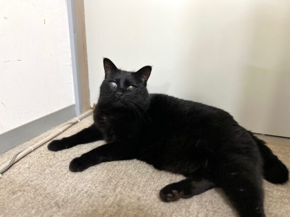 ヌーノクラブ　猫専用ペットホテル　都内　中野区　フリースペースでのびのび　お預り中の猫ちゃん　黒猫のハルポニャ