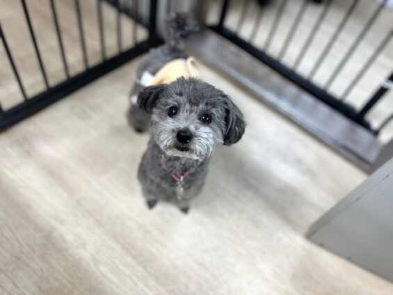 ヌーノクラブ　犬のペットホテル　東京　中野区　フリースペースでのびのび　お預かり中　タイニープードルのスム