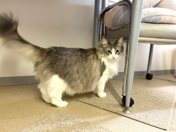 ヌーノクラブ　猫専用ペットホテル　都内　中野区　フリースペースでのびのび　お預り中の猫ちゃん　ノルウェージャンフォレストキャットのリリー