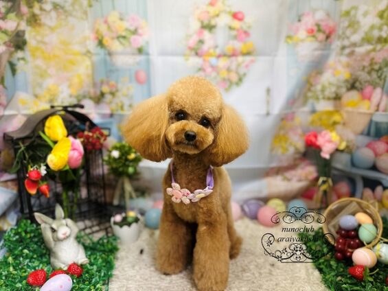 ペットサロン、ヌーノクラブ、可愛くリーズナブルにトリミング