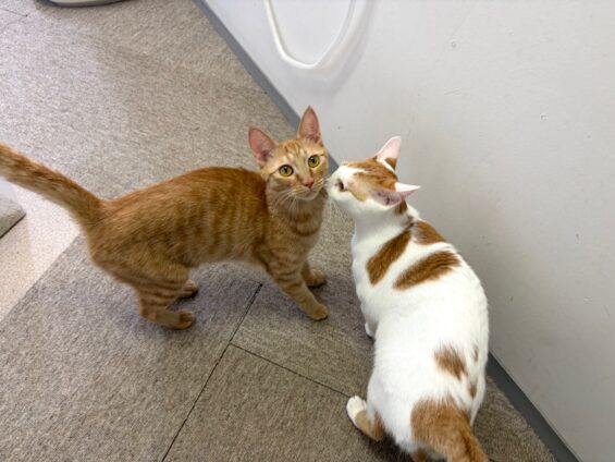 ヌーノクラブ　猫専用ペットホテル　都内　中野区　フリースペースでのびのび　お預り中の猫ちゃん　ミックスのこむぎ、こたつ