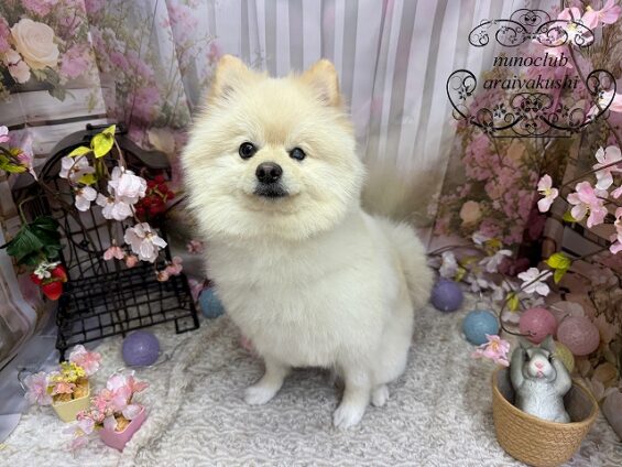 ペットサロン、ヌーノクラブ、可愛くリーズナブルにトリミング　ペットサロン、ヌーノクラブ、可愛くリーズナブルにトリミングポメラニアンふうた_640